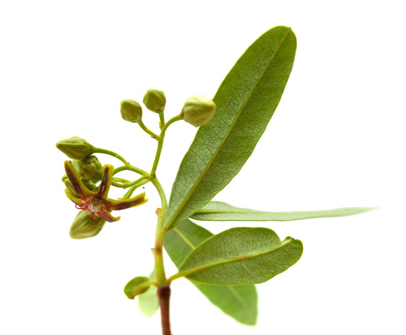 dogbane Periploca Laevigata